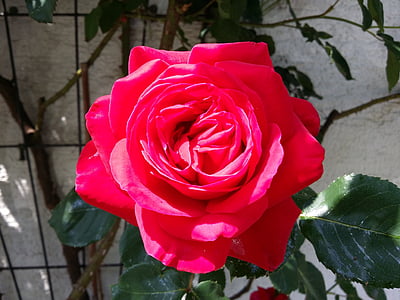 red rose, blooming rose, flowers, he loved flowers, rose, rose flower