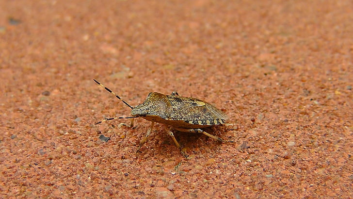 bug, stink bug, insect, animal, nature, common stinkwanze, vermin