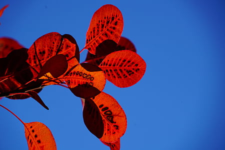 feuilles, feuillage d’automne, rouge, modèle, perruque brosse, Cotinus, coggygria