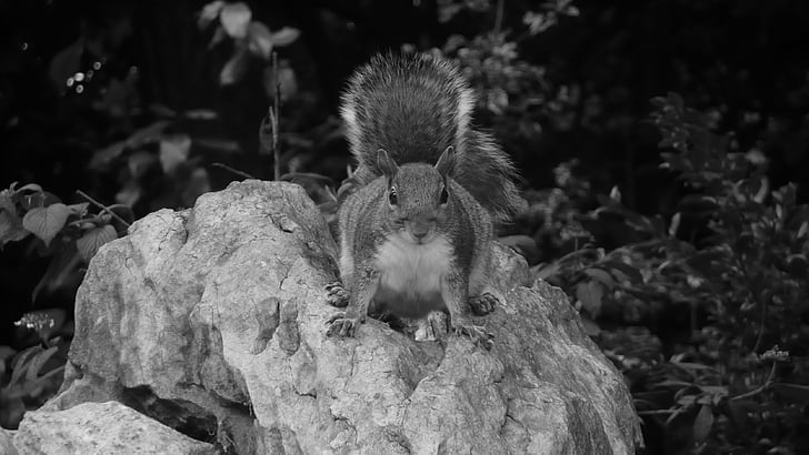 squirrel, park, stone, rock, season, black, white