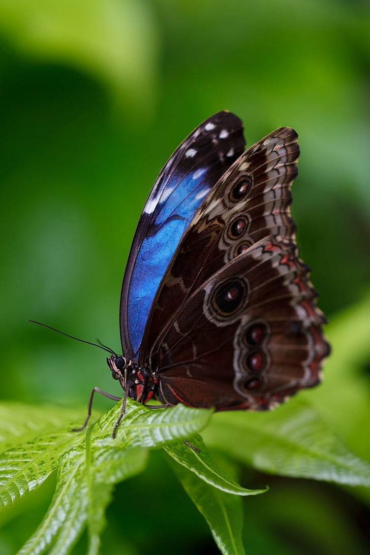 black, brown, butterfly, green, leaf, plant, forest