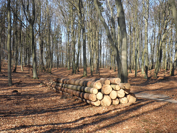 wood, wood trunks, sawn, concerns, timber, nature, trees