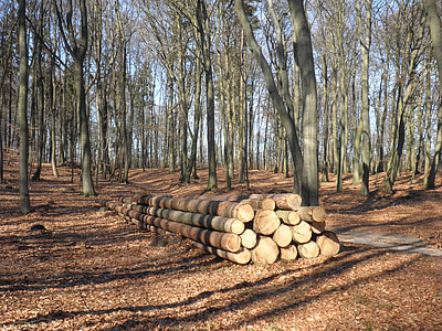 madeira, troncos de madeira, serrada, preocupações, madeira, natureza, árvores