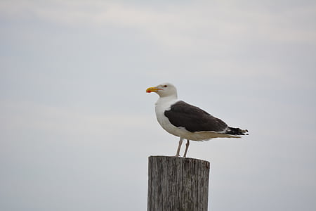 seagull, gull, sea, bird, wildlife, wild, flight