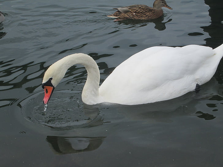 Swan, vann, Lake, fuglen, hvit, dyr