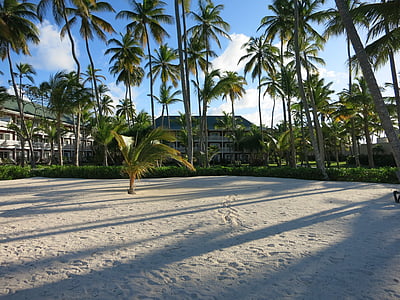 Plaża, palmy, Karaiby, Dominikana, wakacje, Raj