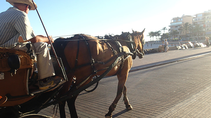 carriage, horse, trip, animal, outdoor, journey