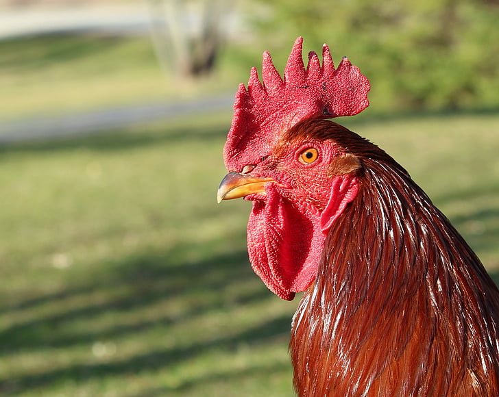 Gallo, orgulloso, pollo, pájaro, aves de corral, rojo, Rhode island roja
