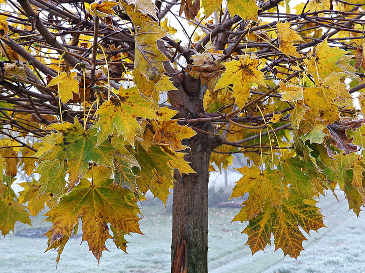 strom, listoví, podzim, žluté listy, Příroda, zlatý podzim, Les