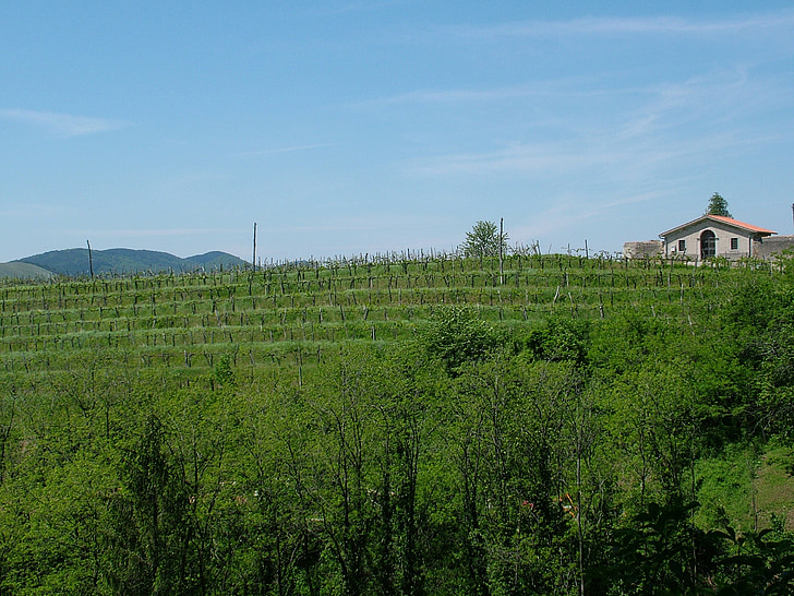 rurale, vite, uva