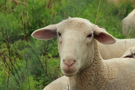 fåren, lamm, äng, Schäfchen, ull, djur, påsk