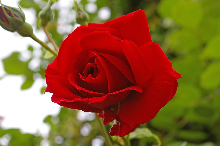 rode roos, steeg, Blossom, Bloom, Rose bloom, geur, schoonheid