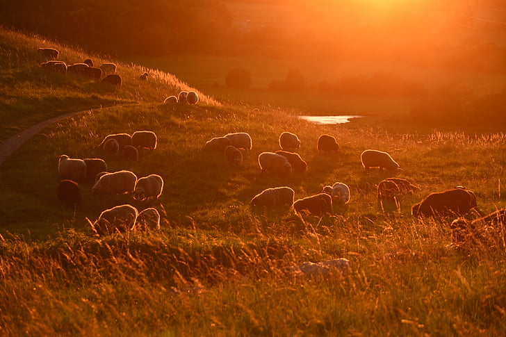 zalazak sunca, ovce, stoke, krajolik, slikovit, brdo, vuna