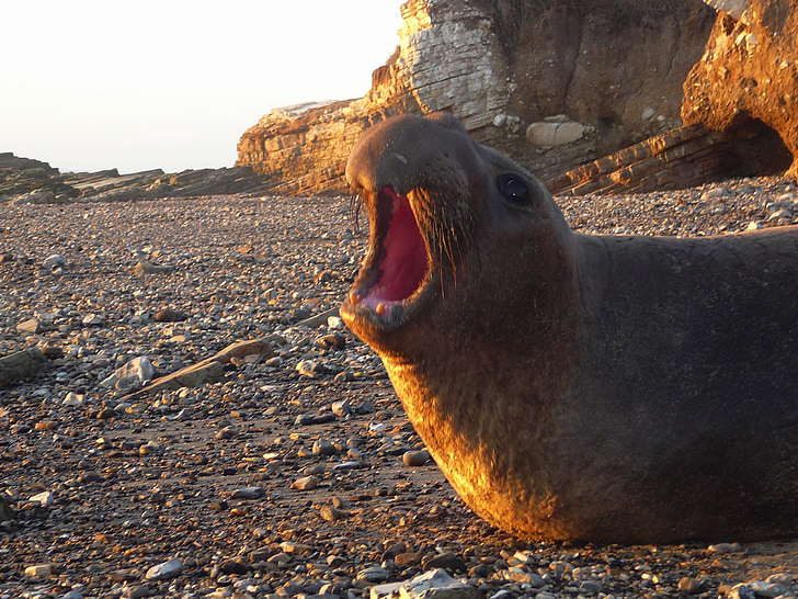 Elephant seal, mladý, pláž, Já?, oceán, voda, kameny