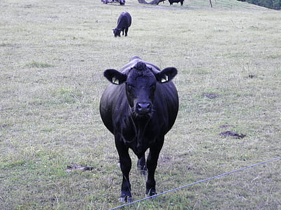牛, 牛, 動物, 乳用牛, 牛肉, ファーム, アンガス