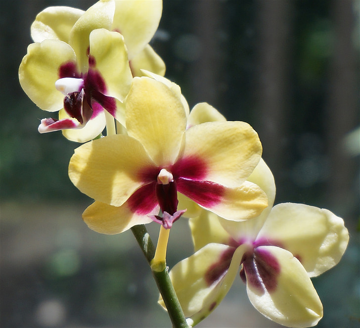 phalaenopsis híbrid, Phalaenopsis, orquídia, groc, vermell, planta, planta