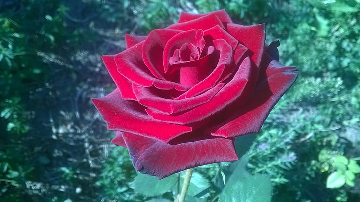 Rosa, jardí, flors, flor, pètal, vermell, fragilitat