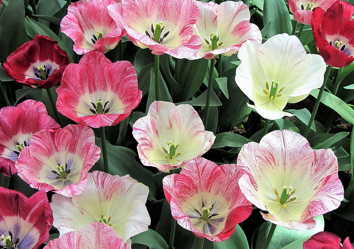 tulipán, tulipán, rózsaszín tulipán, rózsaszín, izzók, izzó, Hollandia