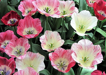 Tulip, tulipes, tulipe rose, Rose, ampoules, ampoule, Holland