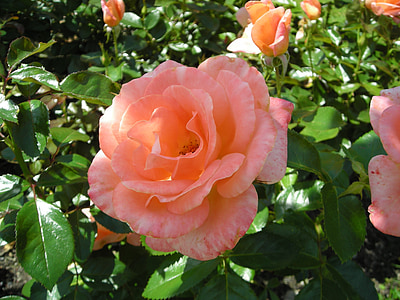 розы, Лиз Ассия, покровитель системы