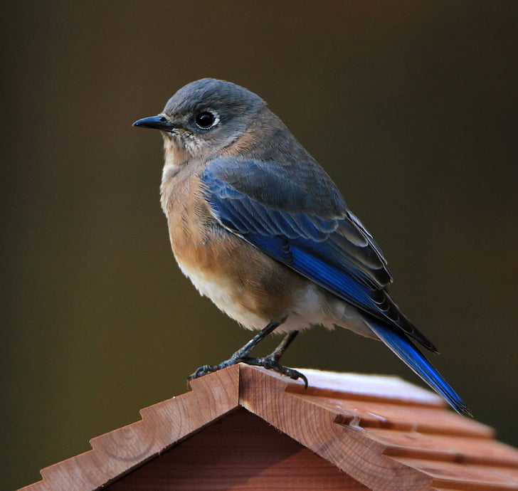 Modra ptic, vzhodni modra ptic, ptica, narave, prosto živeče živali, ptičje