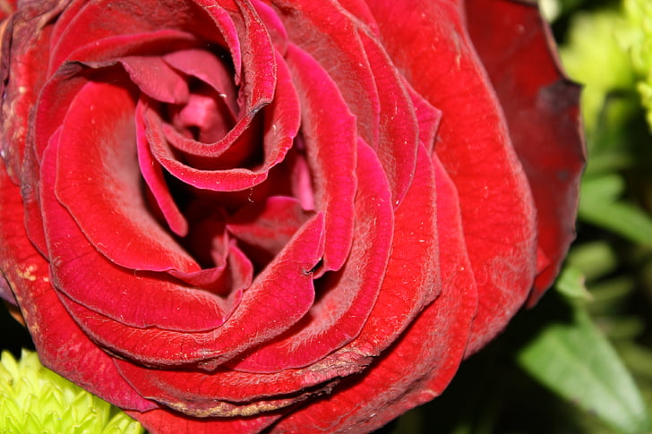 τριαντάφυλλο, κόκκινο, αυξήθηκε ανθίζουν, άνθος, άνθιση, άρωμα