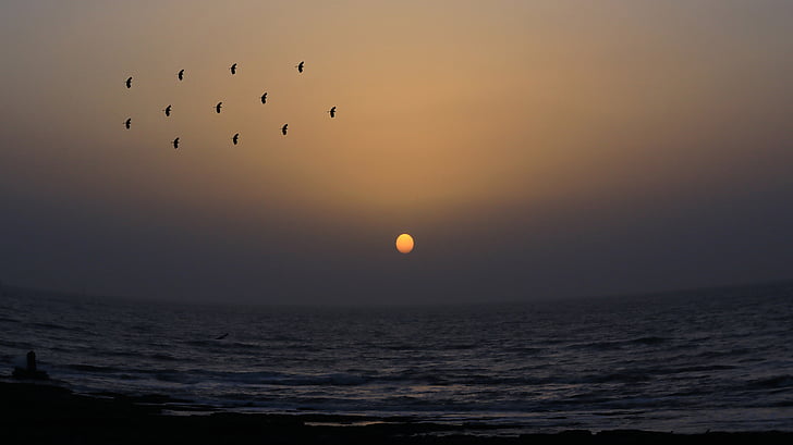 naturaleza, paisaje, pájaro, volar, Dom, puesta de sol, mar