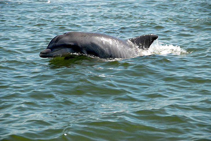 delfinov, prosto živeče živali, divje, reka, Ocean, narave, morje