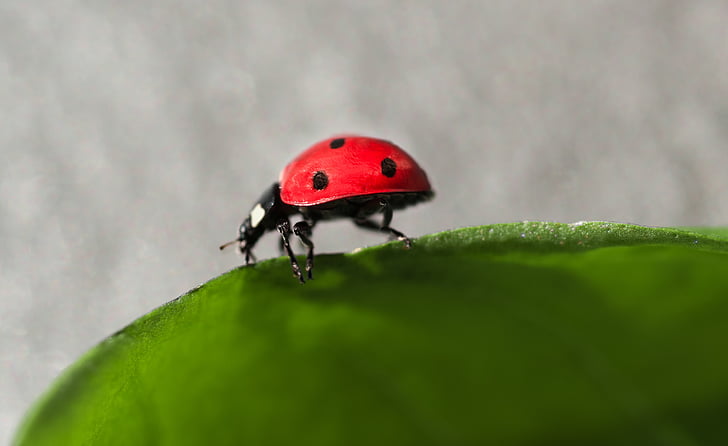 Ladybug, insectă, bug-ul, verde, natura, Gândacul, zbura
