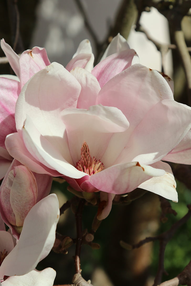 Blossom, Bloom, fa, Magnolia, tavaszi, frühlingsblüher, rózsaszín