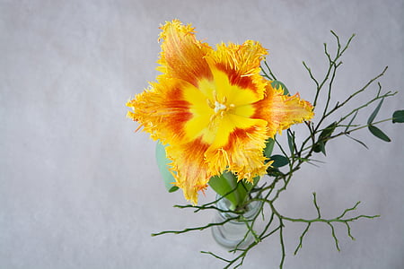 Tulipán, květ, oranžová, žlutá, červená, váza, z výše uvedeného