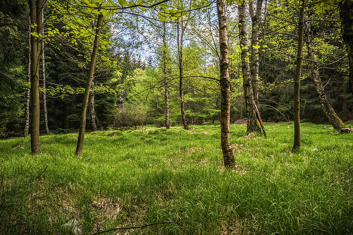 meadow, glade, forest, spring, hiking, nature, birch