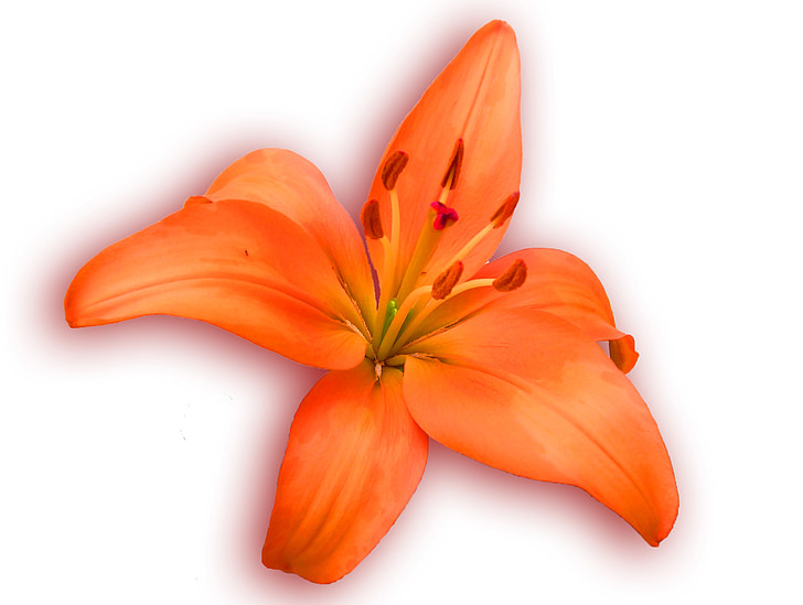 lily, orange, spring, bloom, blossom, open, isolated