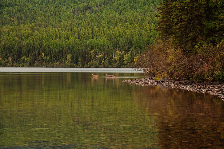 deer, forest, lake, nature, river, trees, water