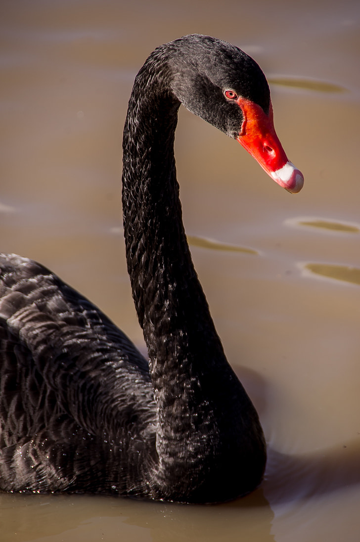 Swan, svart svan, röd näbb, simning, vatten, sjön, vilda