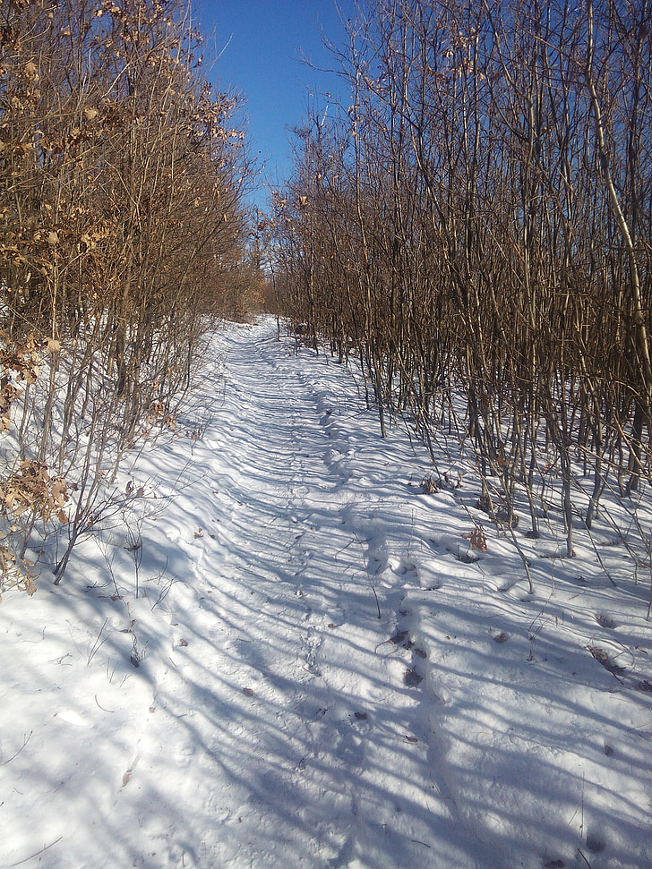 cobert de neu, bosc, camí, natura