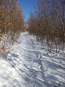 หิมะ, ป่า, เส้นทาง, ธรรมชาติ