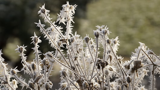 flower, seeds, winter, ice, snow, crystal, frost
