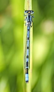 蔚蓝的伴娘, 蜻蜓, 昆虫, 自然, 动物