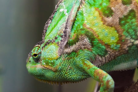 green, chameleon, reptile, animal, camouflage, wild, exotic
