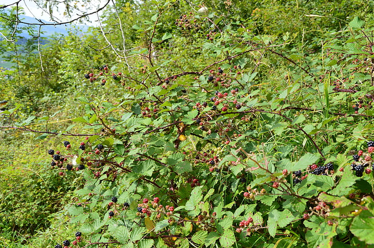 blackberries, forest, nature