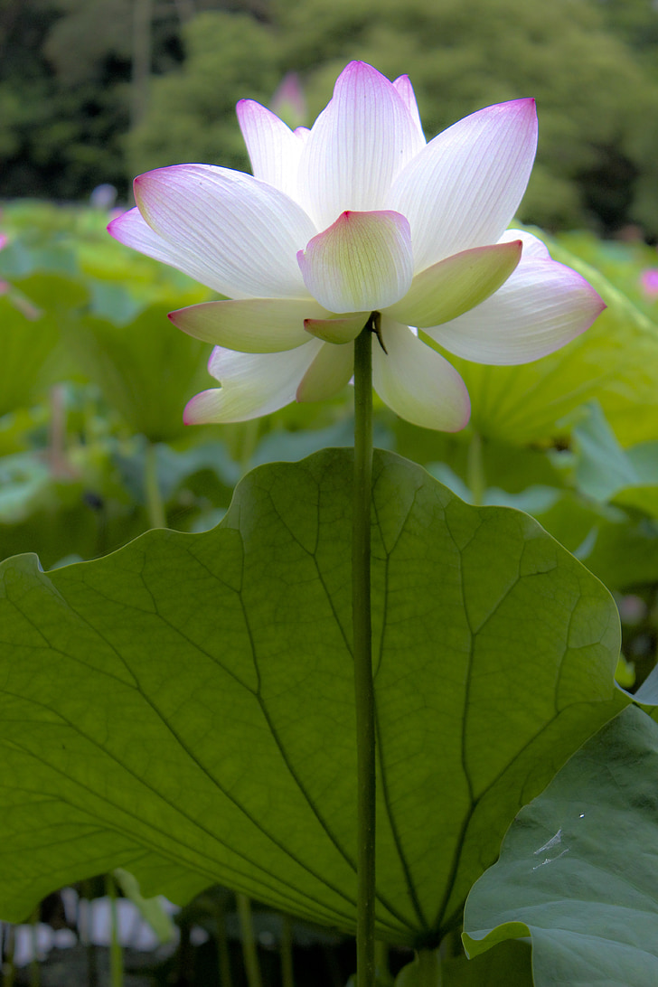 China wind, Lotus, Blume, künstlerische Konzeption, Anlage, Natur, Blütenblatt