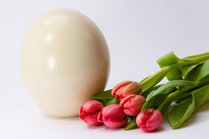 αυγό, άνοιξη, frühlingsanfang, Ανοιξιάτικο ξύπνημα, Πάσχα, λουλούδι, τουλίπα