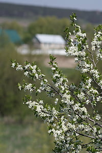 Bahar, Beyaz, Bloom, doğa, elma ağacı, yaprakları, natur