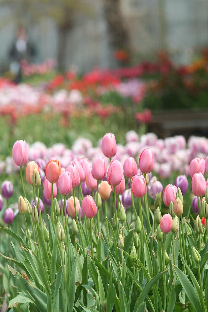 món flor jardí botànic, Tulipa, flors