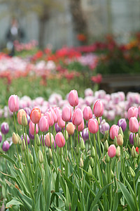 svět květin Botanická zahrada, Tulipán, květiny