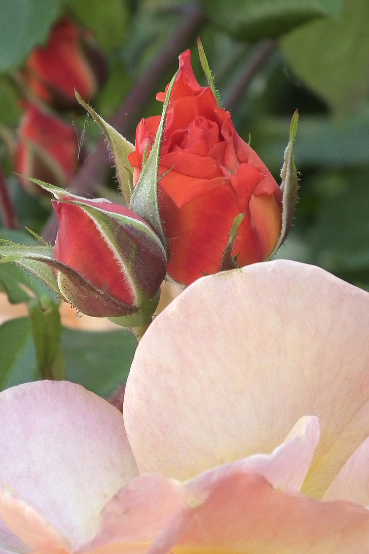 Hoa hồng, đấu thầu, màu da cam, Blossom, nở hoa, Bud