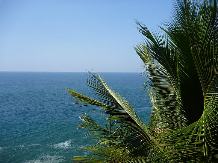 Palma, palmového listí, modrá, voda, Já?, oceán, Indie