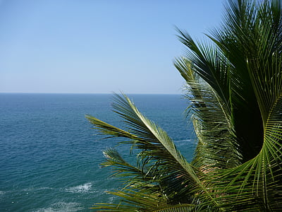 palmy, liście palmowe, niebieski, wody, morze, Ocean, Indie
