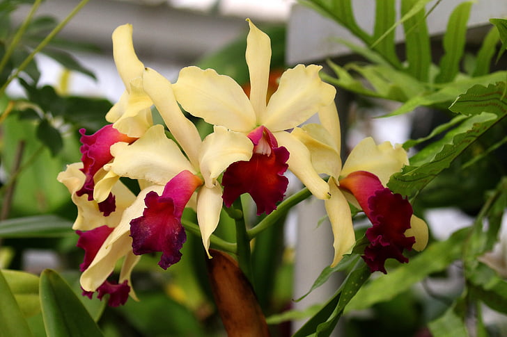 orquídeas, flores, fúcsia, creme, floral, flor, planta